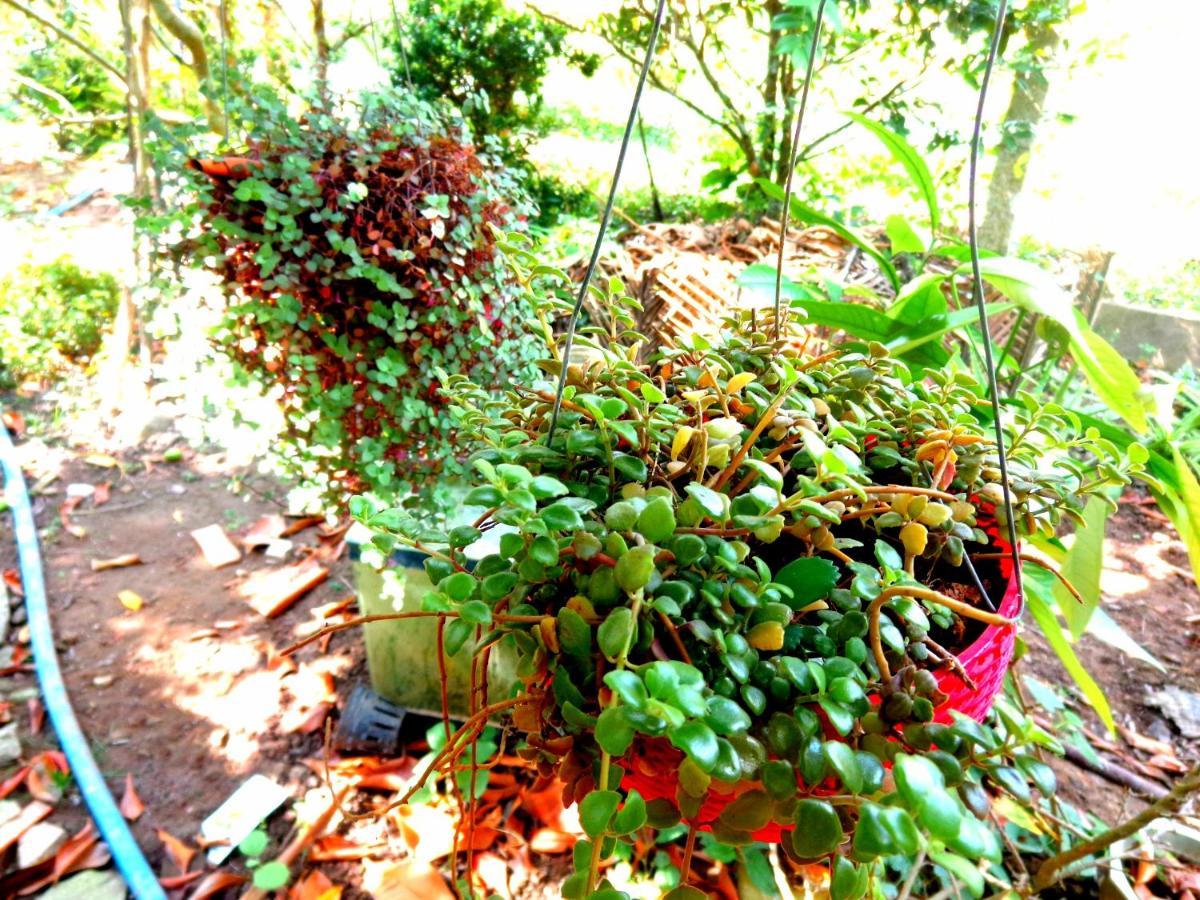 Coco Happy Farm Villa Ben Tre Kültér fotó