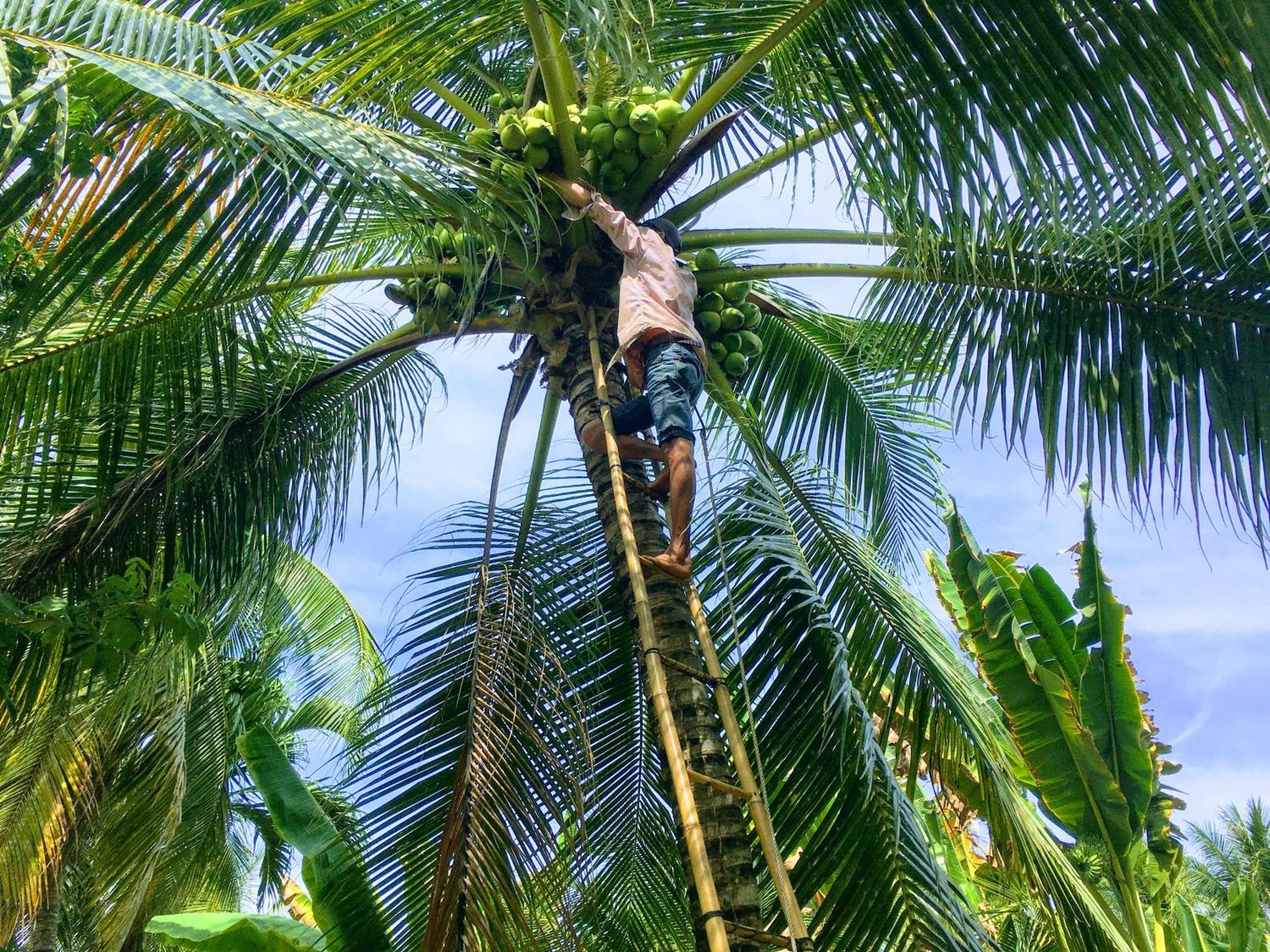 Coco Happy Farm Villa Ben Tre Kültér fotó